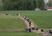 Online training course aids in improving treatment decisions dairy tour