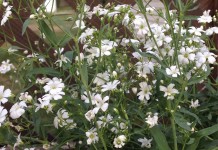 How to grow baby’s breath (gypsophila elegans) baby's breath