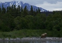 Celebrate 100 years of U.S. National Parks Bear at Katmai National Park, Alaska