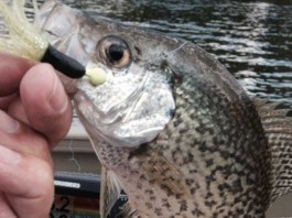 blue gill