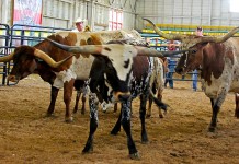 Texas Longhorn owners show cattle in Wooster Texas Longhorn