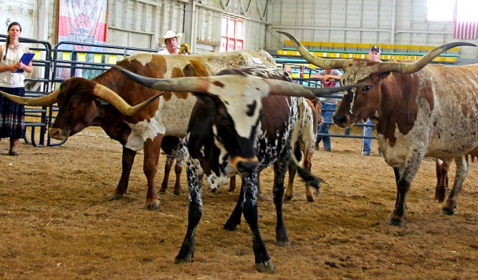 Texas Longhorn