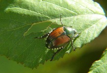 Protecting your garden and your plants from the Japanese beetles Japanese beetle