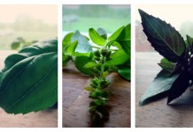 3 ways to preserve homegrown herbs herb collage