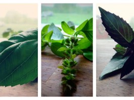3 ways to preserve homegrown herbs herb collage