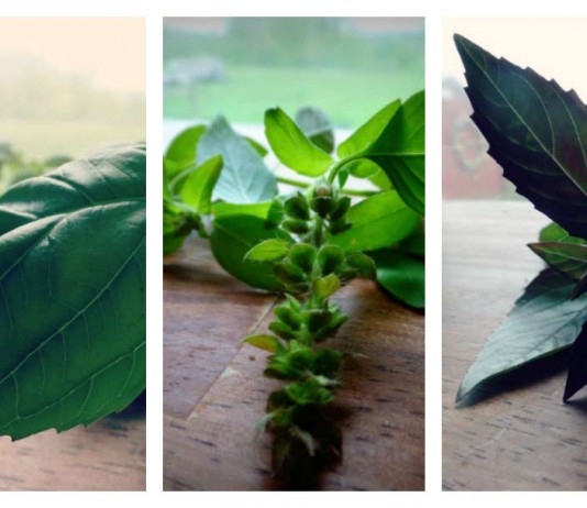 herb collage