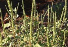Is your seed mix tested for Palmer amaranth?