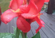 Year-round care for canna lilies canna lily