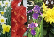 Bulbs, corms, rhizomes and tubers: What’s the difference? daffodils, gladiolus, irises, dahlias