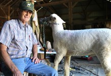 Morrow County man has been showing sheep since his youth Dick Matlack sheep
