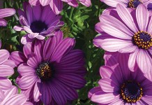 Cameron High’s meadow is worth seeing purple flowers