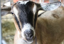 New records set at Summit County junior fair livestock sale