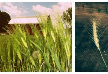 How to grow grains in the home garden wheat growing