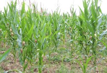 Ohio, Pa. and N.Y. in early stages of drought Drought conditions