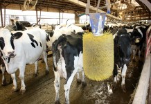 MPP safety net kicks in for dairymen freestall barn waiting area