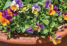 How to choose the right container size for your plants pansies
