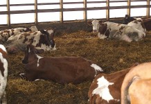 Ayrshire cattle owners form cooperative to promote breed Ayrshire cattle