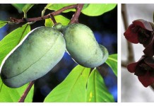 How to plant a pawpaw patch pawpaw tree