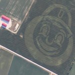 Multi-hybrid planting technology creates Brutus Buckeye in corn field Brutus Buckeye corn planting