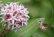 Don’t be fooled by hummingbird moths hummingbird moth