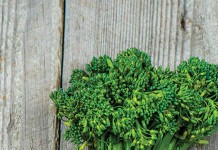 How to plan for fall gardening broccoli