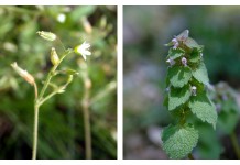Battling weeds in alfalfa seedings winter annual weeds