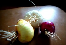 How to store homegrown onions