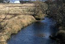 Find out if the CRP could help stabilize income on your farm CRP buffer