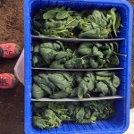 Cold weather makes for tastier spinach