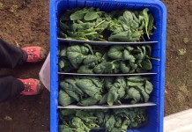 Cold weather makes for tastier spinach