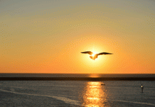 The things I didn’t do for you