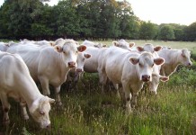 Ask FSA Andy about Livestock Loss Compensation