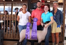 Stark County Fair auction results 2016 Stark grand lamb
