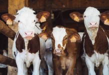 New USDA app protects cattle from heat stress