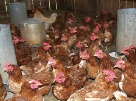 Continued growth in meat supply hurts livestock prices Meat supply chickens