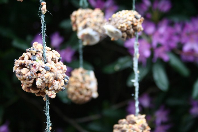 Pine cone bird feeder