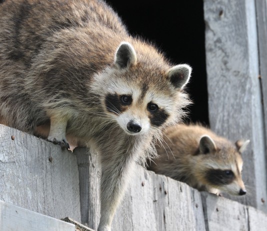 raccoon