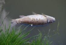 Don’t blame agriculture for pond management failure