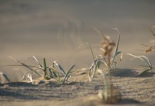 Burning down the barn