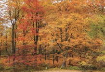 Foliage display may suffer in Pennsylvania