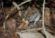 Jumping mice important to the ecosystem