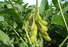 Bunge doubles contracted acres as demand for Plenish High Oleic Soybeans grows