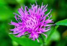 Report and take action on knapweed