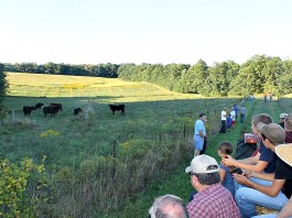 Teaching cows to eat weeds Dibbern Farm