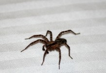 How to limit house spiders