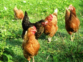 chickens