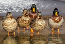 With effort, we can all be conservationists ducks