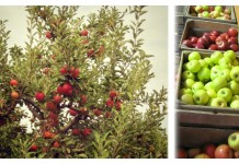 Apple season in Ohio: 3 DIY projects for locally grown apples