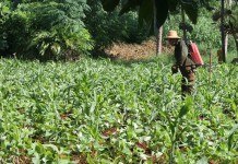 Cuban agriculture at a glance Cuban farm