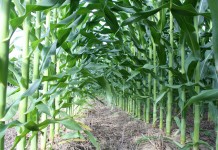 A thing of the past: Check row planters corn